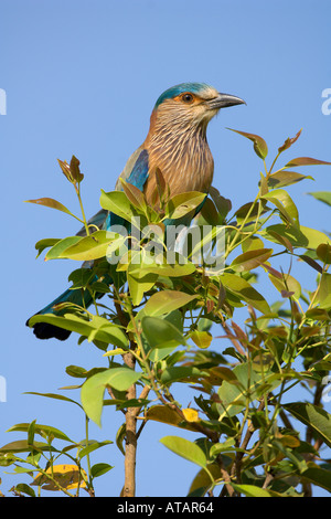 Rouleau indien Coracias benghalensis des adultes reproducteurs de Bandhavgarh National Park Le Madhya Pradesh Inde Mars 2005 Banque D'Images