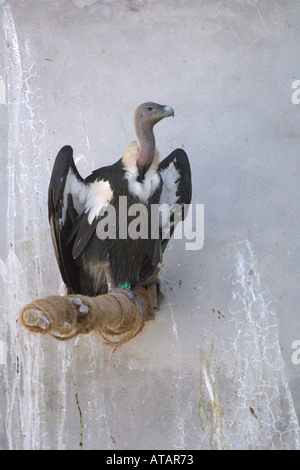 Blanc Blanc indien soutenues ou croupion vulture Gyps bengalensis hot Banque D'Images