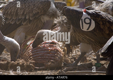 Vautour blanc indien Gyps bengalensis mineur au moment de l'alimentation en captivité en Inde Banque D'Images