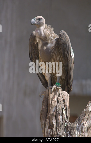 Vautour à croupion blanc indien Gyps bengalensis avec juvénile récolte pleine perché en volière colonie Inde Banque D'Images