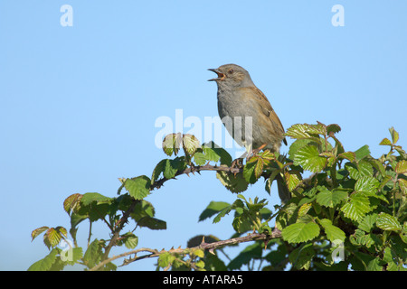 Nid ou une haie accentor Prunella modularis chant adultes dans blackberry Cambridgeshire England UK Mai 2005 Banque D'Images