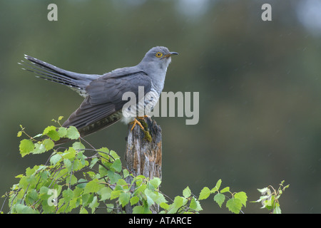 Cuckoo Cuculus canorus printemps mâle en parade nuptiale pendant la pluie douche Ecosse Banque D'Images