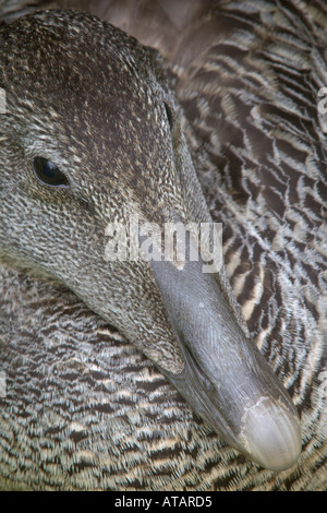 Eider à duvet Somateria mollissima portrait de canard sur l'île de nidification peut l'ÉCOSSE Juin 2005 Banque D'Images