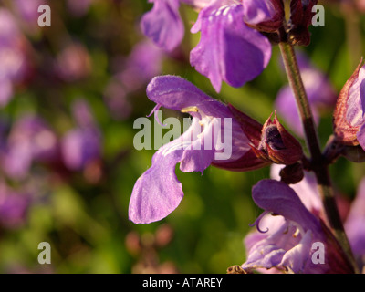 La sauge (Salvia officinalis) Banque D'Images