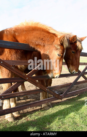 Suffolk Punch deux Yearlings Banque D'Images