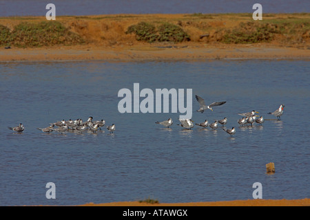 Groupe de moindre Crested et la Sterne caspienne, le Parc National de Bundala à Sri Lanka Banque D'Images