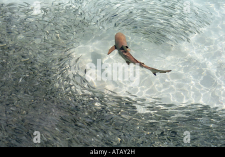 Requin de récif à pointe noire ( Carcharhinus melanopterus ) La chasse banc de poissons , Maldives, océan Indien Banque D'Images