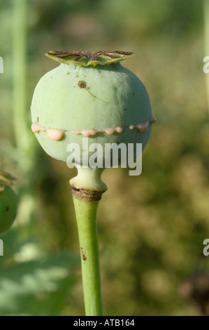 À partir d'un latex suinte Papaver somniferum pavot séchées lorsqu'elle peut être que l'opium fumé Banque D'Images