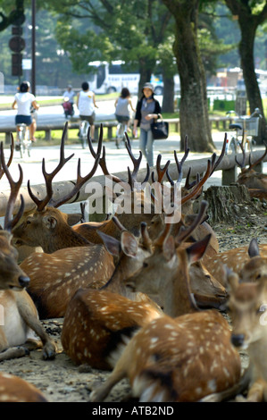 Les cerfs sauvages dans une zone urbaine, Nara, Japon Banque D'Images