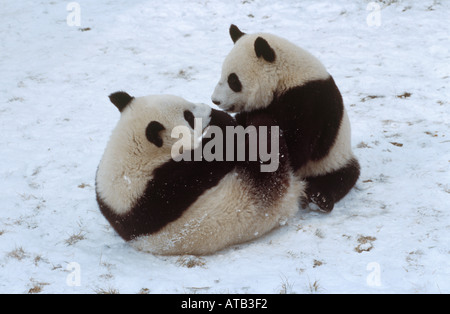 Les jeunes pandas géants jouent dans la neige Chine Banque D'Images