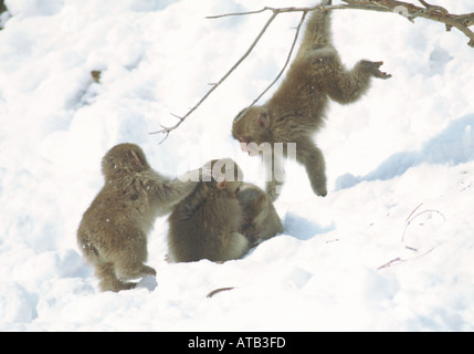 Neige bébé singes jouent dans la neige Banque D'Images