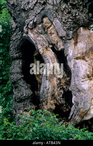 Vieux chêne mort tronc d'arbre près de McDowell Valley près de Hopland Mendocino County en Californie Banque D'Images