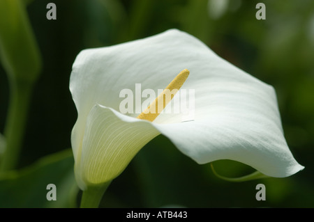 Arum ou calla lily Zantedeschia aethiopica Banque D'Images
