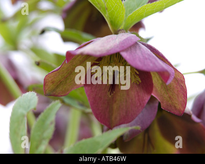 (Hellebore Helleborus dumetorum subsp. atrorubens) Banque D'Images