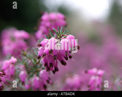 Bruyère d'hiver carnea Erica herbacea) syn. Banque D'Images