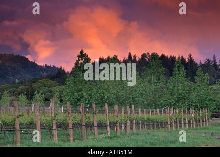 Coucher du soleil sur les nuages d'orage de printemps sur vigne et arbres dans le comté de Mendocino Anderson Valley en Californie Banque D'Images