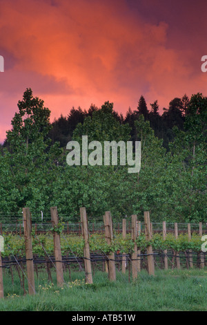 Coucher du soleil sur les nuages d'orage de printemps sur vigne et arbres dans le comté de Mendocino Anderson Valley en Californie Banque D'Images