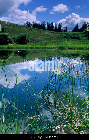 L'étang de l'eau douce bleu Green Hills spring cloud sky Husch Vineyards près de Philo Anderson Valley dans le comté de Mendocino en Californie Banque D'Images