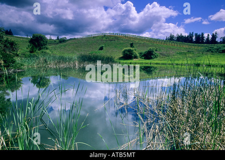 L'étang de l'eau douce bleu Green Hills spring cloud sky Husch Vineyards près de Philo Anderson Valley dans le comté de Mendocino en Californie Banque D'Images