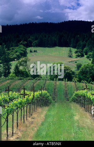 Vignes du vignoble de lignes vertes collines fraîches du printemps Husch Vineyards près de Philo Anderson Valley dans le comté de Mendocino en Californie Banque D'Images