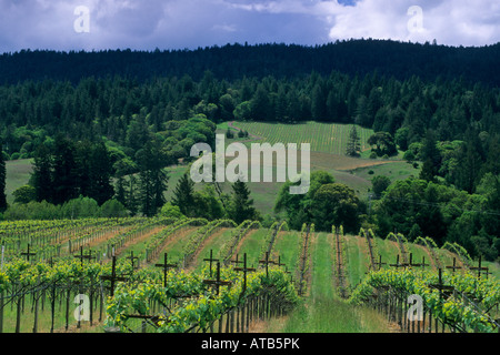 Vignes du vignoble de lignes vertes collines fraîches du printemps Husch Vineyards près de Philo Anderson Valley dans le comté de Mendocino en Californie Banque D'Images