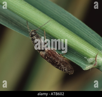 Cliquez sur beetle Agriotes sp sur une feuille de l'wirworems adultes qui sont d'importants ravageurs agricoles et de jardin Banque D'Images