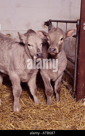 Close up de veaux Charolais sur la paille à l'ADAS Bridgets veau en chambre Banque D'Images