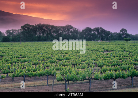 Le brouillard du matin au lever du soleil sur les collines le long de la vigne près de Hopland Mendocino County en Californie Banque D'Images