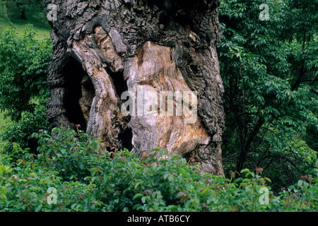 Vieux chêne mort tronc d'arbre près de McDowell Valley près de Hopland Mendocino County en Californie Banque D'Images