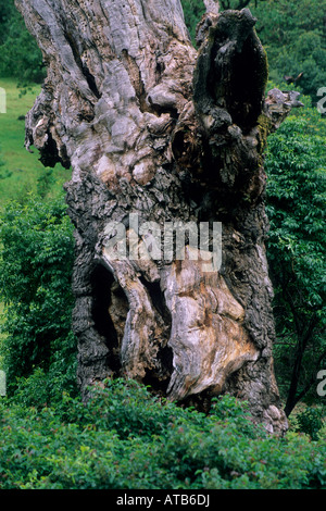 Vieux chêne mort tronc d'arbre près de McDowell Valley près de Hopland Mendocino County en Californie Banque D'Images