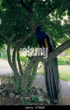 Peacock Ville de 10 000 Bouddhas Talmadge près d'Ukiah Mendocino County en Californie Banque D'Images