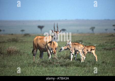 Eland Masai Mara National Reserve Kenya Afrique Taurotragus oryx Banque D'Images
