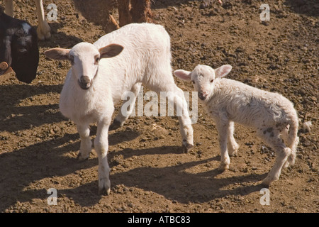 Moutons et agneaux Banque D'Images