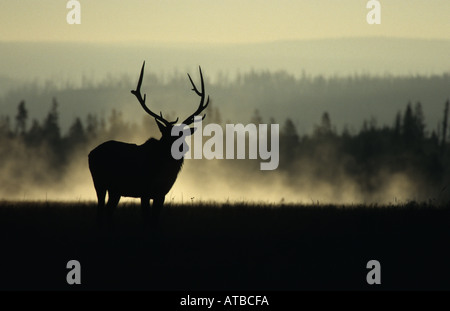 Bull Elk Cervus elaphus qui se profile à l'aube Banque D'Images