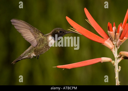 Colibri à gorge noire (Archilochus alexandri, mâle, l'alimentation à coral bean fleur, Erythrina flabelliformis. Banque D'Images