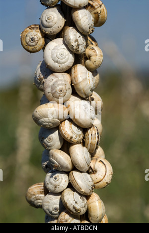 Helicidae (Helicidae), beaucoup de jardin d'escargots, Grèce, Péloponnèse, Messinien, Pylos Banque D'Images