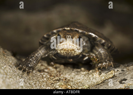 (Mauremys rivulata Terrapin balkanique, Mauremys caspica rivulata), individu nouvellement éclos, Grèce, Lesbos Banque D'Images