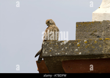 Faucon crécerellette (Falco naumanni), femme sur un toit d'une église, la Grèce, Limnos Banque D'Images