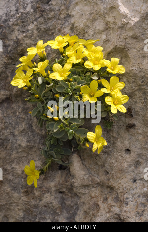 Lin (Linum arbre arboreum), arbre endémique de lin en Grèce Karpathos, Grèce, Krpathos Banque D'Images