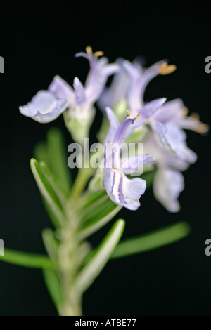 Rosmarinus Officialis . Un brin de romarin en fleurs, une herbe populaire, souvent cultivé comme une plante de jardin attrayant Banque D'Images
