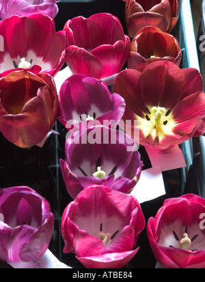Tulipa. Tulipes pour le meilleur de sa catégorie. Showcase lié Banque D'Images