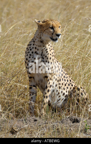 Les guépards,un guépard est à regarder pour une proie, Masai Mara, Kenya Banque D'Images