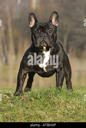 Bouledogue français (Canis lupus f. familiaris), homme debout sur un pré Banque D'Images