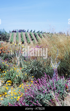 Un insectarium est inclus sur ce vignoble biodynamique, Benziger Family Winery, Sonoma Valley, California Wine Country, USA. Banque D'Images