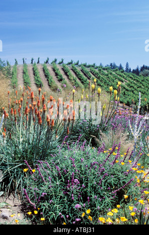 Un insectarium est inclus sur ce vignoble biodynamique, Benziger Family Winery, Sonoma Valley, California Wine Country, USA. Banque D'Images