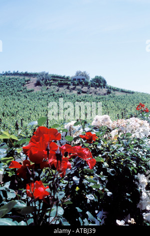 Benziger Family Winery, Glen Ellen, Sonoma Valley, California Wine Country, USA. Banque D'Images