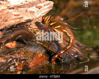 Brown, brown, Hawker aeshna grande libellule (Aeshna grandis), femelle en ponte dans le bois mort à un étang Banque D'Images