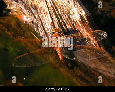 Brown, brown, Hawker aeshna grande libellule (Aeshna grandis), femelle en ponte dans le bois mort à un étang Banque D'Images