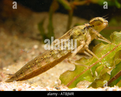 Brown, brown, Hawker aeshna grande libellule (Aeshna grandis), larve sur le sable Banque D'Images