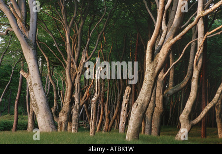 Le hêtre commun (Fagus sylvatica), étrangement façonné forêt de hêtres, de l'Allemagne, Mecklenburg Vorpommern, Poméranie occidentale Lagoon Salon Nat Banque D'Images